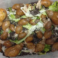 کسب درآمد از پرورش حلزون