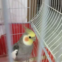 عروس هلندی بالغ آواز خوان|پرنده|نجفآباد, سعدی|دیوار