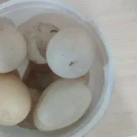 تخم اوردک ‌