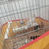 فنچ|پرنده|تربت جام, حافظ|دیوار