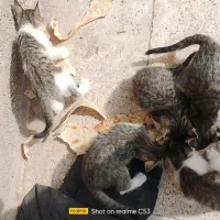 واگزاری بچه گربه