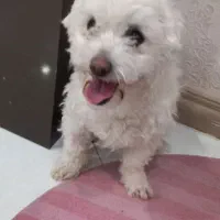 سگ سفید خارجکی