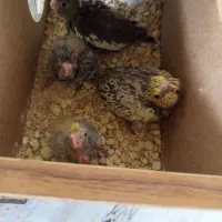 4 عدد عروس هلندی سرلاکی