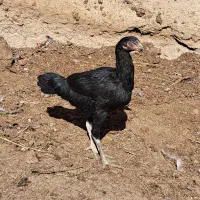 نیمچه های لاری