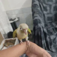 طوطی گرینچیک دستی خیلی ازوم اهلی|پرنده|خواف, |دیوار