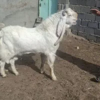 نربزگلابی کاموری