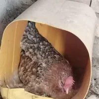 مرغ گلین کرچ تخته|حیوانات مزرعه|کشکوئیه, |دیوار