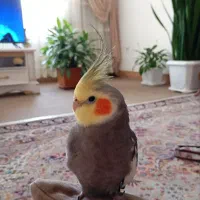 طوطی عروس هلندی  سخنگو به اسم فندق