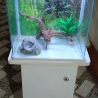 آکواریم سالم با وسیله|ماهی|بابل, |دیوار