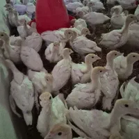 بوقلمون بیوتی 6یکماهه فوق سنگین|حیوانات مزرعه|مشهد, دهشک|دیوار