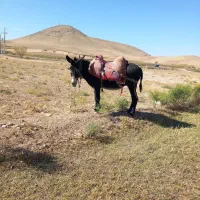 کمک چوپان مطیع و فرمانبردار