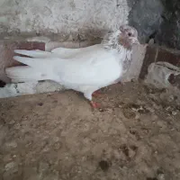 کفترپرشی|پرنده|مینودشت, |دیوار