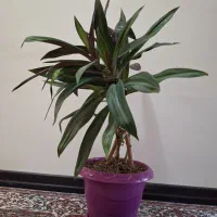 گیاه  آپارتمانی