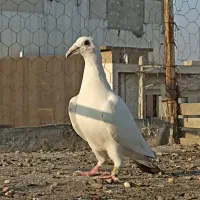 دم سبز جوانه