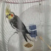 عروس هلندی آوازخوان|پرنده|ساری, |دیوار