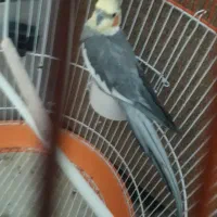 عروس هلندی