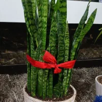 کالای دیجیتال