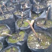 نهال کیوی امسال