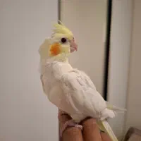 عروس هلندی نر و ماده|پرنده|تهران, ولنجک|دیوار