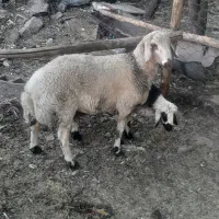 بره نر برا تخم بهترین نژاد و کشتن|حیوانات مزرعه|رابر, |دیوار