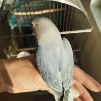 طوطی برزیلی دستی|پرنده|شهریار, شهریار|دیوار