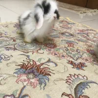 بچه خرگوش لوپ هلندی