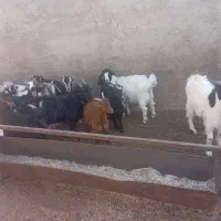 بزغاله جوان مناسب نگهداری|حیوانات مزرعه|قرچک, صالح آباد|دیوار