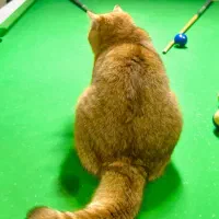 بریتیش نراصیل وارداتی گردن گیر|گربه|کرج, گلشهر|دیوار