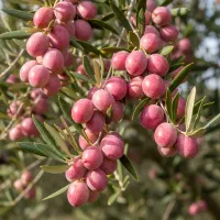 فرصت نایاب زیتون صنعتی، مناسب کاشت تجاری و صادرات|خدمات باغبانی و درختکاری|شیراز, تحویلی|دیوار