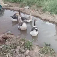 حیوانات مزرعه