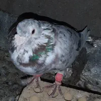 کبوتر نر سرور ۷ رنگ درشت|پرنده|شاهین‌شهر, شهرک گلدیس|دیوار