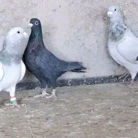 کبوتر پرشی|پرنده|بیرجند, |دیوار