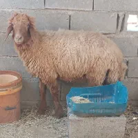 گوسفند برندیل
