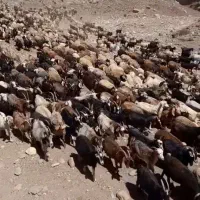 گوسفند و بز داشتی آبستن یا کهره دار  ایسونم