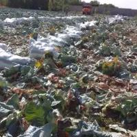 گوسفند بقایای کلم