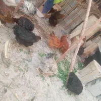 مرغ محلی تخمگذار. و تیش و خروس|حیوانات مزرعه|عنبرآباد, |دیوار