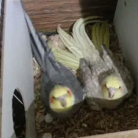 عروس هلندی
