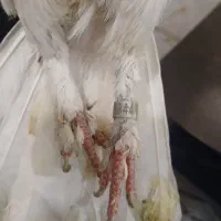 کبوتر گرفتنی نشون دار شماره دار