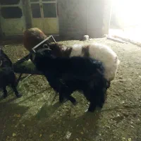 بره ،بزغاله|حیوانات مزرعه|مبارکه, |دیوار