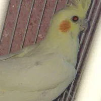 عروس هلندی ماده عروس هلندی لوتینو