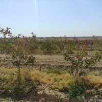 فروش باغ پسته|فروش دفتر صنعتی، کشاورزی، تجاری|هرند, |دیوار