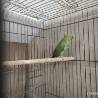 طوطی ملنگو|پرنده|لنگرود, |دیوار