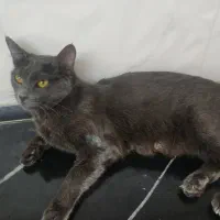 گربه راشن بلو ی خوشگل