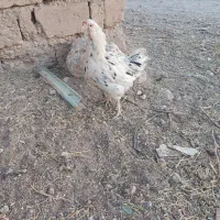 مرغ گلین کرچ شو