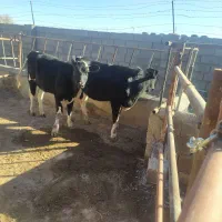 تلیسه گاو آبستن گوساله نر وماده|حیوانات مزرعه|تربت جام, میان جام|دیوار