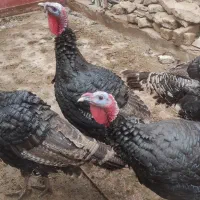 بوقلمون نر ارگانیک