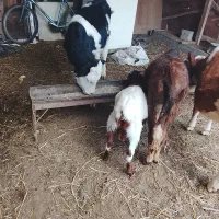 گوساله نر ویک ماده|حیوانات مزرعه|سیمین شهر, |دیوار