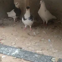 کفتربهبانی ویک میلیمنزنر سرحال