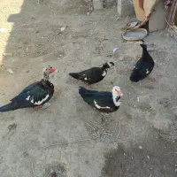 اردکخارجی|حیوانات مزرعه|نیمروز, |دیوار