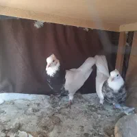 کبوتر طوقی|پرنده|مرودشت, کناره|دیوار